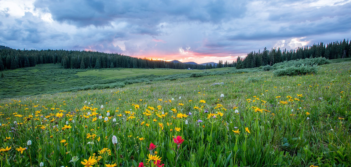Sustainable future landscape